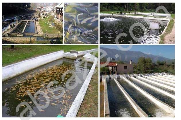 کاربرد ازن ژنراتور در شیلات و پرورش ماهی - آب سازه