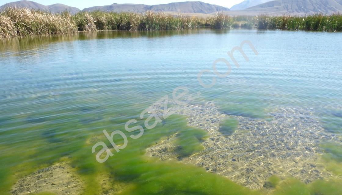 پدیده شکوفایی جلبکی در اثر نیترات و نیتریت